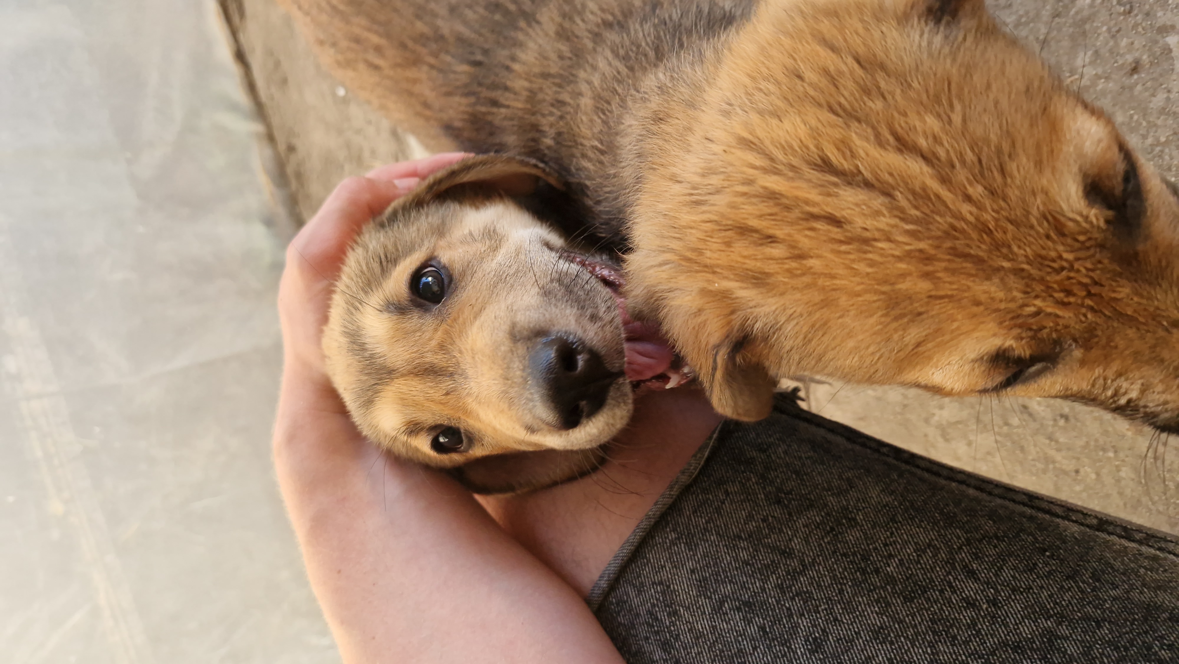 Happy puppy